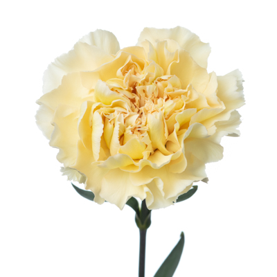 カーネーション・橙“クリミア”