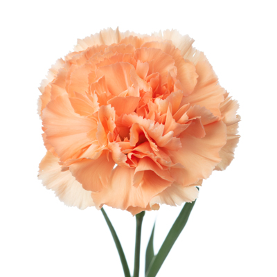 カーネーション・橙“ゴビ”