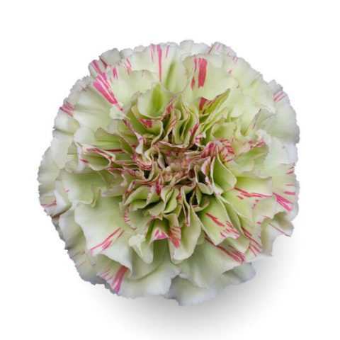 カーネーション・複色“モチ”