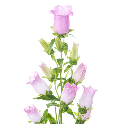 カンパニュラ メジウム