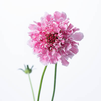 スカビオサ“マシュマロスクープ”