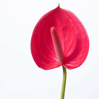 アンスリウム“レッドベル”