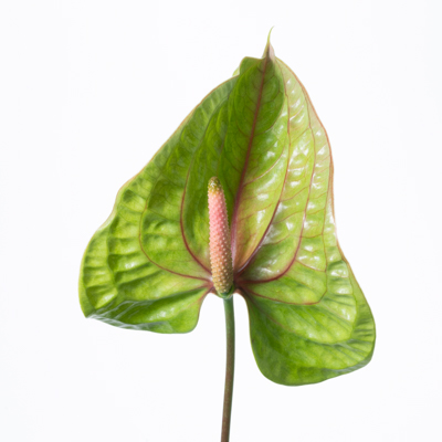 アンスリウム“グリーンマウンテン”