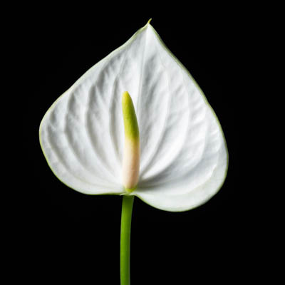 アンスリウム“スノー”