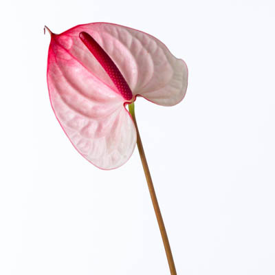 アンスリウム“ストロベリー”