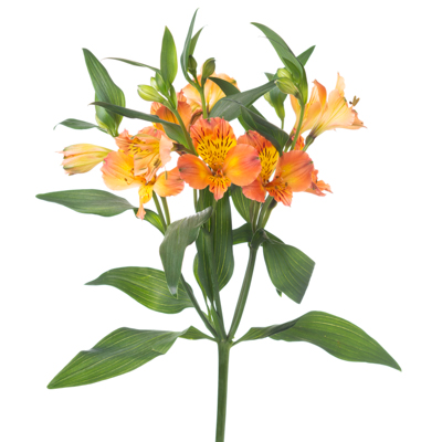 アルストロメリア“オーロラ”