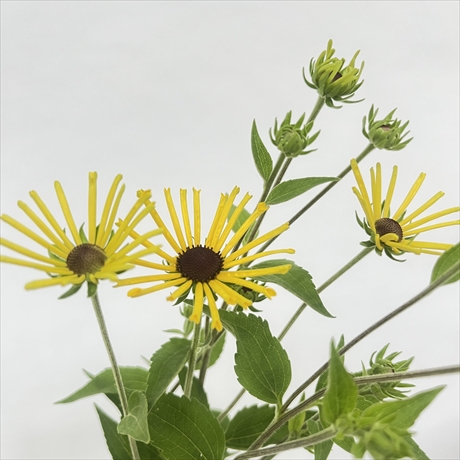 ルドベキア