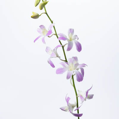 デンファレ“ルーシーピンク”