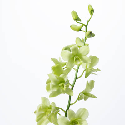 デンファレ“レモングリーン”