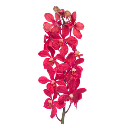 モカラ“ルビーレッド”