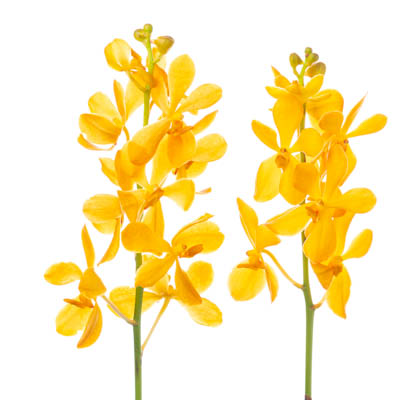 モカラ“トロピカルオレンジ”