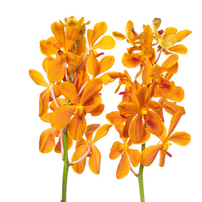 モカラ“アモヤイ”