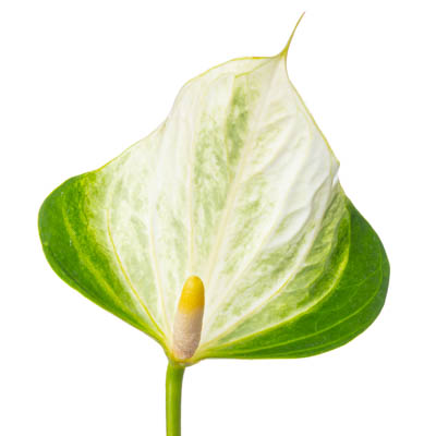 アンスリウム“バタフライ”