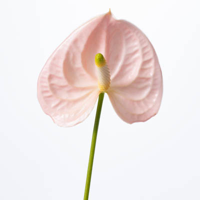 アンスリウム“チアース”