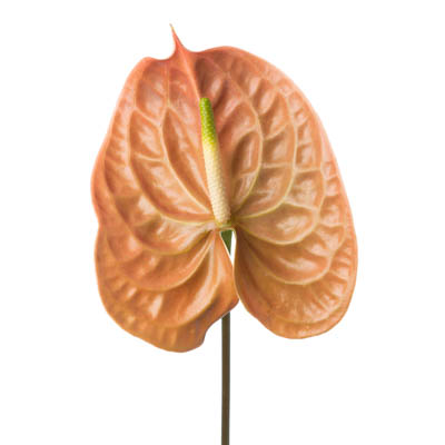 アンスリウム“テラ”