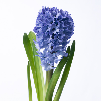 ヒアシンス“デルフトブルー”