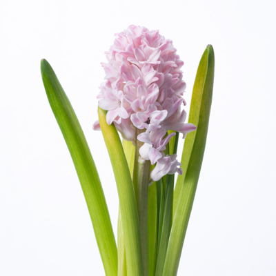 ヒアシンス“チャイナピンク”