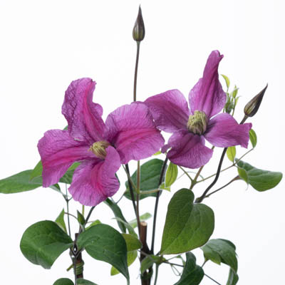 インテグリフォリアケイ