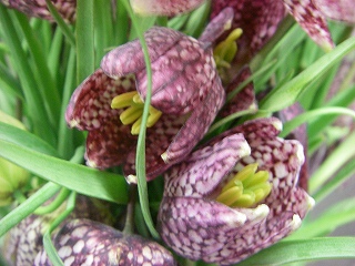 フリチラリア　メレアグリス