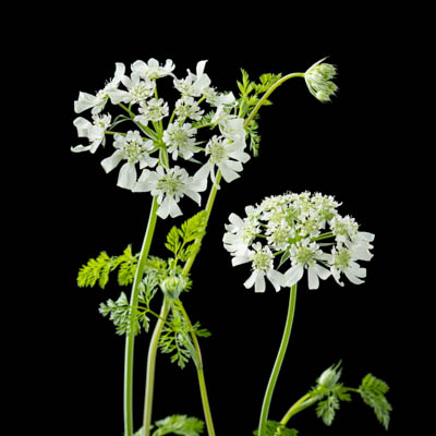 オルラヤ グランディフローラ