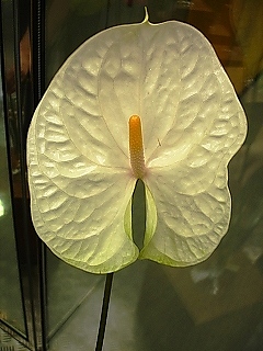 アンスリウム“シンバ”