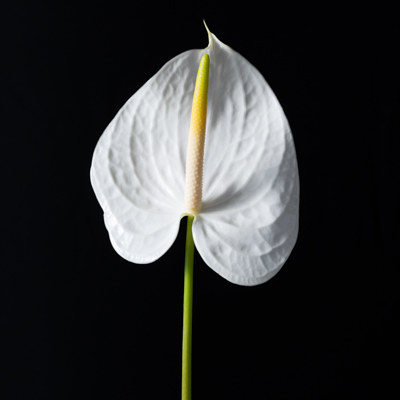 アンスリウム“エンジェル”