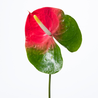 アンスリウム“トリニダード”