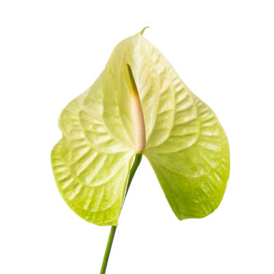 アンスリウム“バニラ”