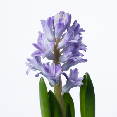 ヒアシンス“シティオブブラッドフォード”