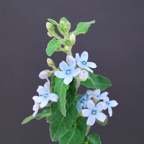 オキシペタルム