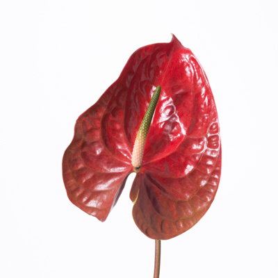 アンスリウム“カリスト”