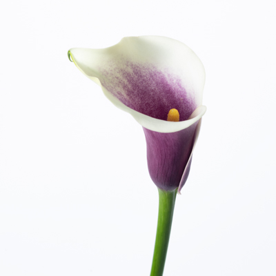 カラー“ピカソ”