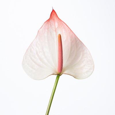 アンスリウム“マキシマ”