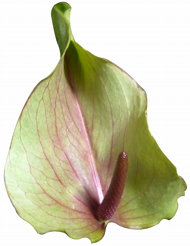 アンスリウム“マキシマベルデ”