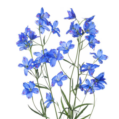 デルフィニウム