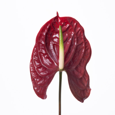 アンスリウム“トロピックナイト”