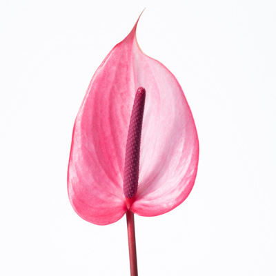 チューリップアンス“ザビア”