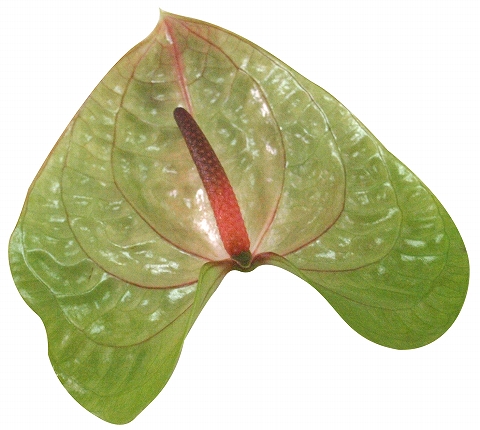 アンスリウム“エッセンシア”