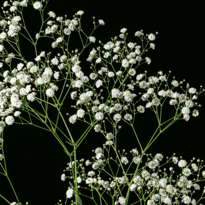 シュッコンカスミソウ