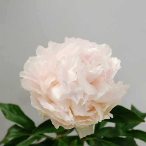 芍薬“マイラブ”