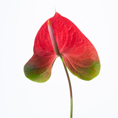 アンスリウム“スパイス”