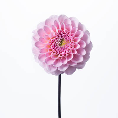ダリア“オズの魔法使い”
