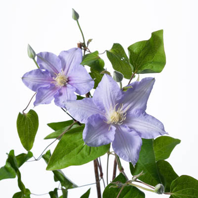 クレマチス“朝霧”