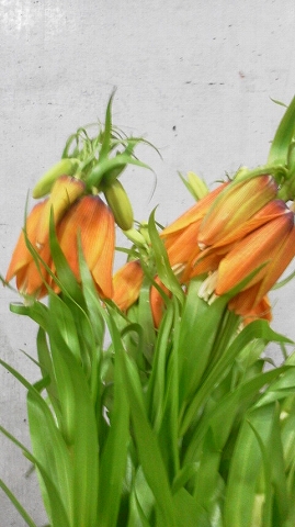 フリチラリア　ｉ．“オレンジビューティ”