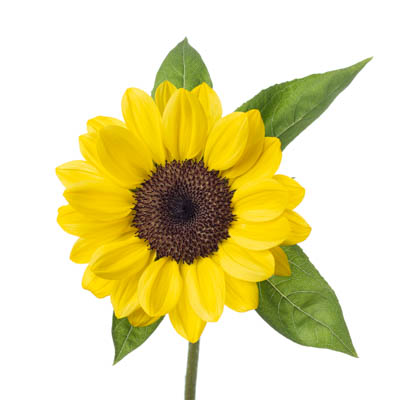 ひまわり“ビンセントポメロ”