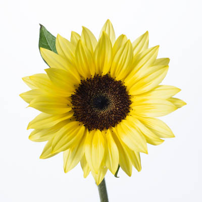 ひまわり“サンリッチバナナ”