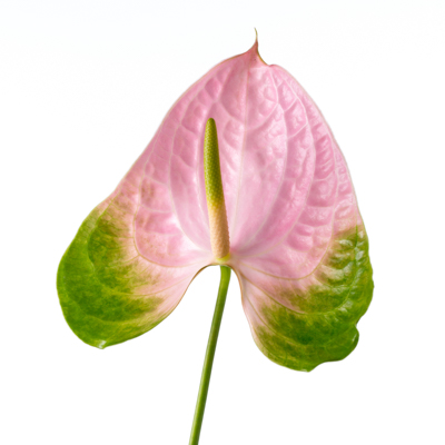 アンスリウム・桃“ピンクパンサー”