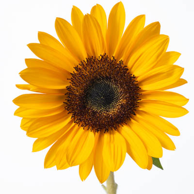 ひまわり“サンリッチバレンシア５０”