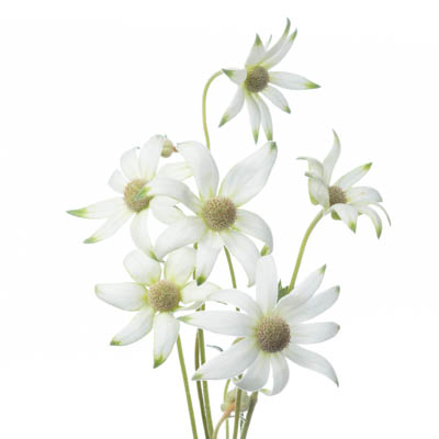 フランネルフラワー