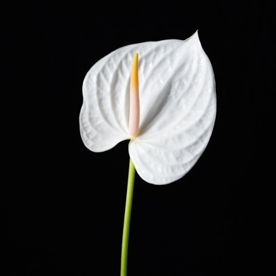 アンスリウム“シンシア”